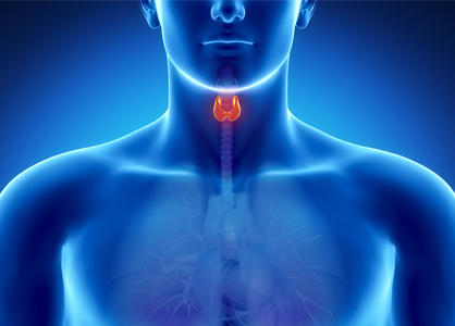 Do cruciferous vegetables or soybeans harm the thyroid?