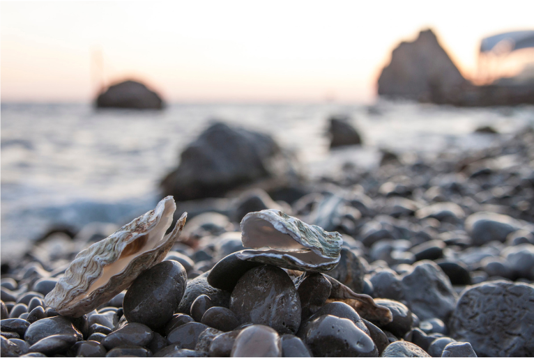 The Truth About Seafood (Especially Bivalves): What You Need to Know