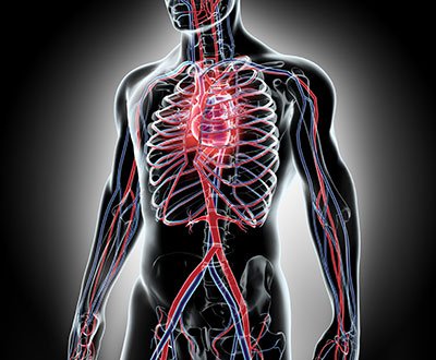 The Connection Between Heart Disease and Erectile Dysfunction