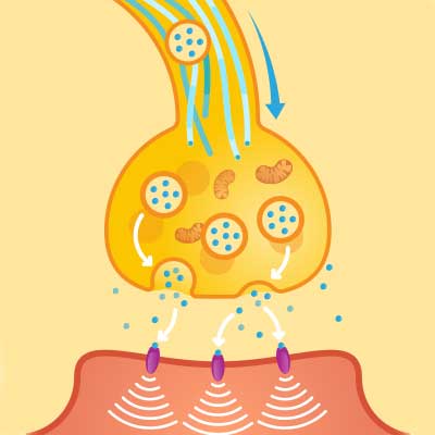 Stimulation of dopamine receptors