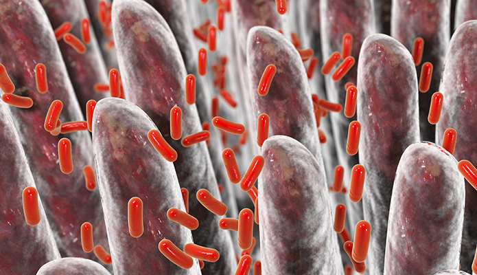 Animal products, the microbiome, and heart disease