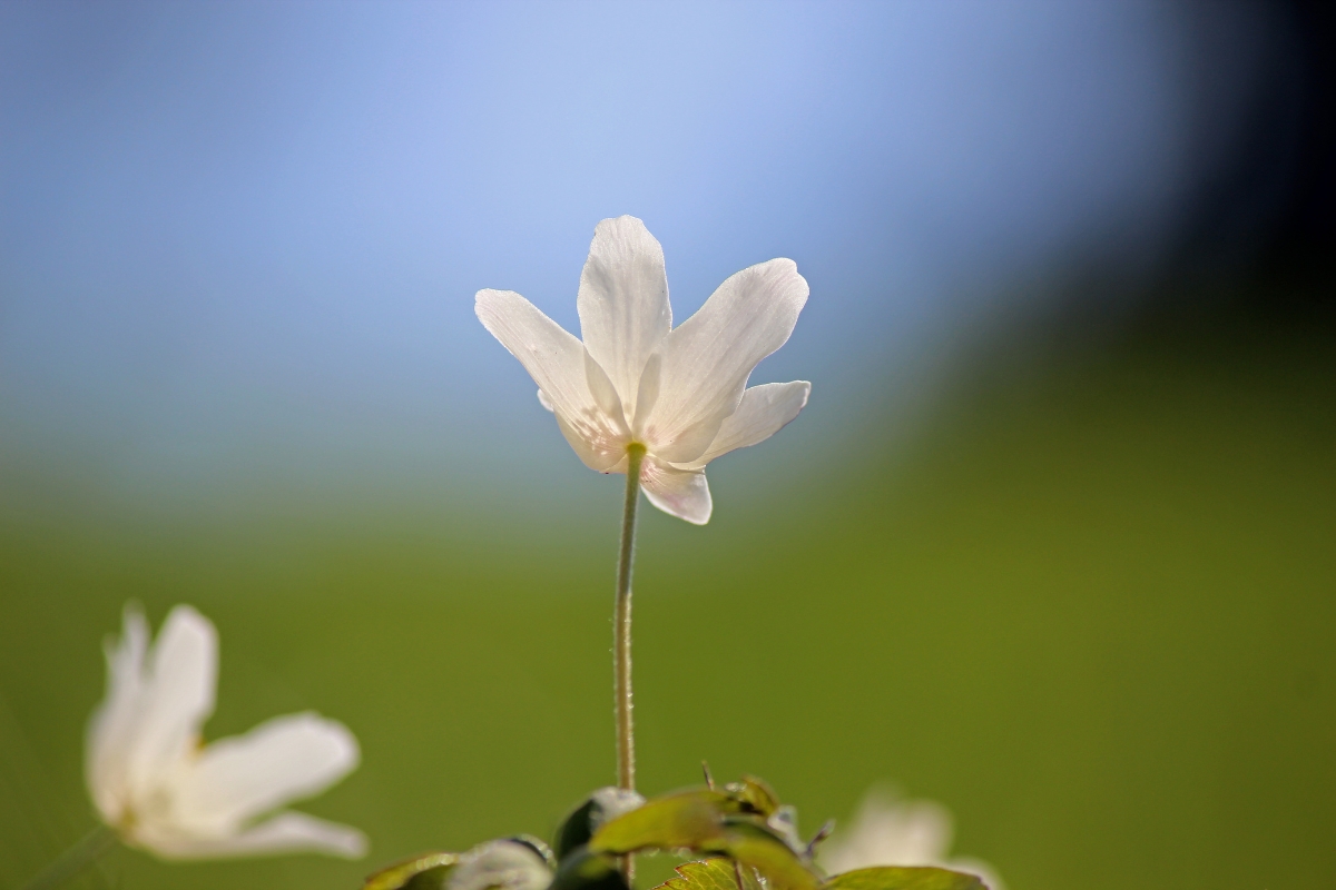 Natural remedies for anxiety and depression